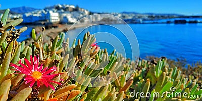 Pink daisy peeks through to soak up the sun in a Greek island bay. Stock Photo