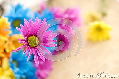 Pink Daisy with Shallow Depth of Field Stock Photo