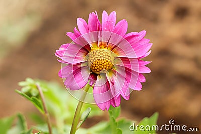 Pink dalia flower with soft defocus background Stock Photo