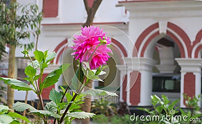 Pink Dalia Ful Flower in front of house garden in Bangladesh Stock Photo