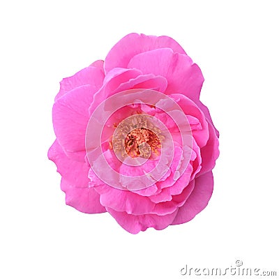 Pink damask rose flower Stock Photo