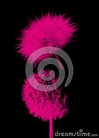 Pink dandelions on a black background for your ideas Stock Photo