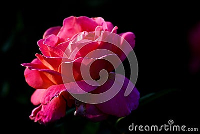 Pink dark rose flower with black background macro petals nature details Stock Photo