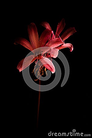 Pink Day Lilly Flower with wet petals in the dark Stock Photo