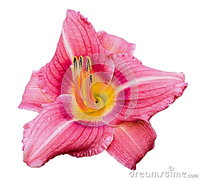 Pink daylily (Hemerocallis) isolated on white Stock Photo