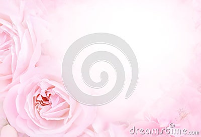 Pink delicate blossoming rose blooming flowers festive background, pastel and soft bouquet floral card Stock Photo