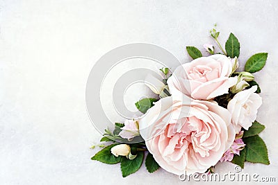 Pink delicate blossoming rose blooming flowers festive background Stock Photo