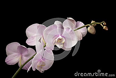 Pink Dendrobium Orchid on Black Background Stock Photo