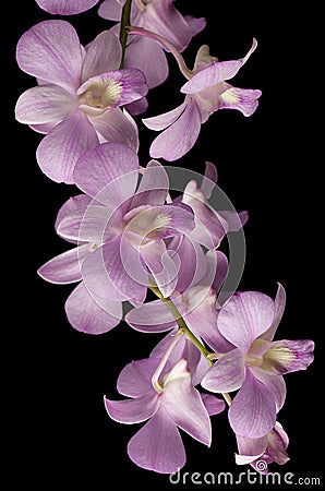 Pink Dendrobium orchid isolated on black Stock Photo