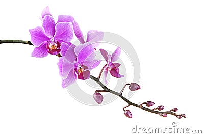 Pink Dendrobium orchid on white background Stock Photo