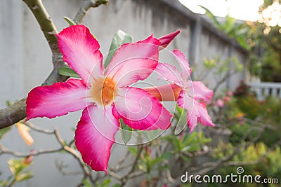 Pink Desert Rose. Stock Photo