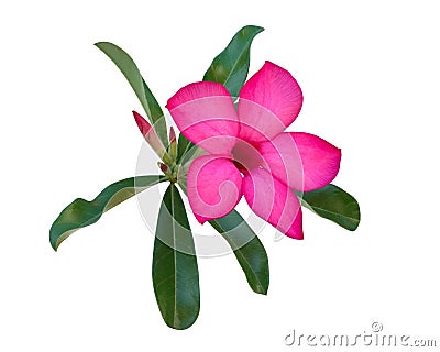 Pink Desert rose flower Adenium, Azalea isolated on white background, path Stock Photo