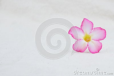 Pink desert rose flower on muslin fabric Stock Photo