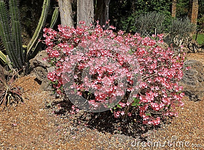 Pink Desert Rose in Full Bloom Stock Photo