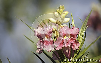 Pink Desert Willow Stock Photo