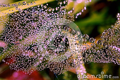 Pink dew drops shimmers in the sun at dawn Stock Photo