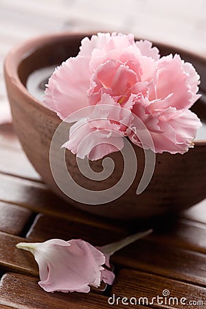 Pink dianthus Stock Photo