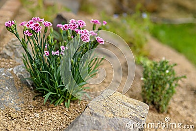 Pink dianthus alpine flower planted in a rockery garden. Rock garden plant close up. Stock Photo