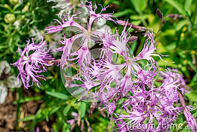 Pink, dianthus superbus, nadeshiko. Flower, longicalycinus Stock Photo