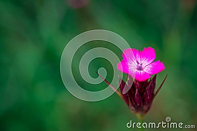 Pink, dianthus superbus, nadeshiko. Flower, longicalycinus Stock Photo