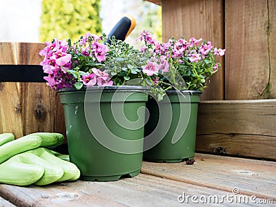 Pink diascia flowers in plastic pots Stock Photo