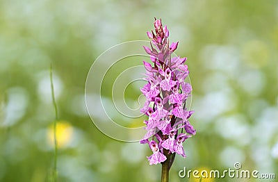 Pink digitalis Stock Photo