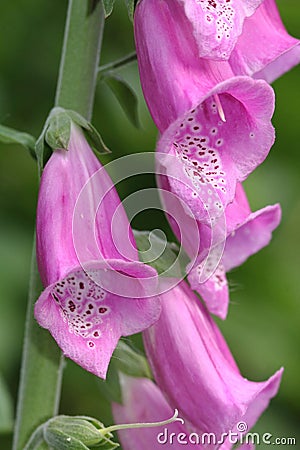 Pink Digitalis (Foxglove), macro photo Stock Photo