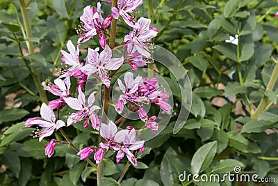 Pink Diptam Dictamnus albus in the garden Stock Photo
