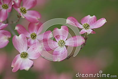 Pink Dogwood Stock Photo