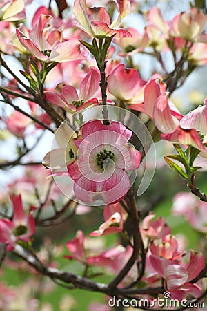 Pink Dogwood Stock Photo