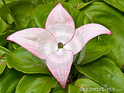 Pink dogwood flower in bloom Stock Photo