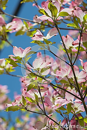 Pink Dogwood Blooms Vertical Stock Photo
