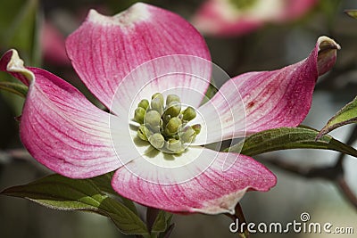 Pink Dogwood Blossoms - Cornus florida Rubra Stock Photo