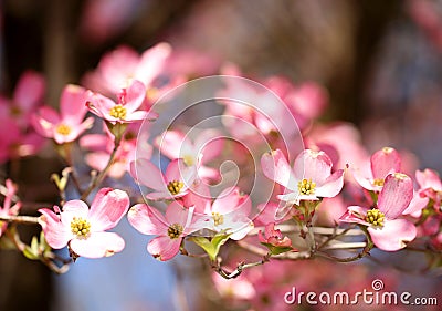Pink Dogwood Blossoms. Pink Flowers Stock Photo
