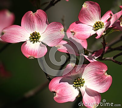 Pink Dogwood Closeup Stock Photo