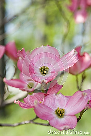 Pink Dogwood Fantasy Stock Photo