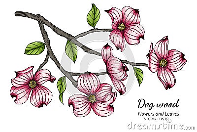 Pink dogwood flower and leaf drawing illustration with line art on white backgrounds Vector Illustration