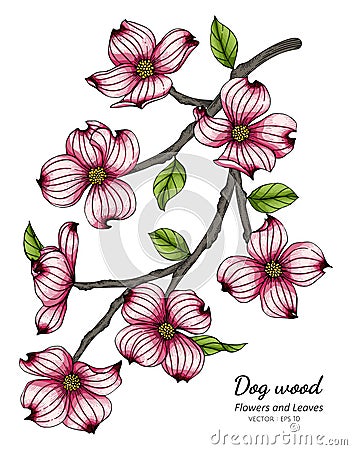 Pink dogwood flower and leaf drawing illustration with line art on white backgrounds Vector Illustration