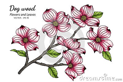 Pink dogwood flower and leaf drawing illustration with line art on white backgrounds Vector Illustration