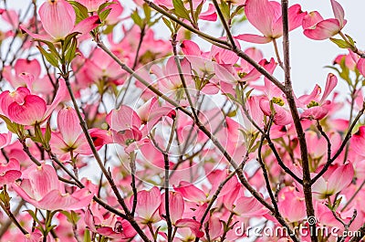 Pink dogwood flowers Stock Photo