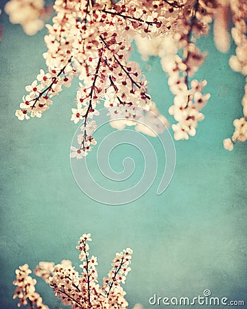 Pink dogwood grunge background Stock Photo