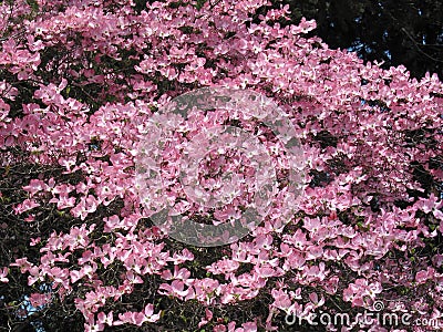 Pink Dogwood Tree Stock Photo