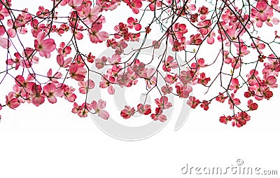 Pink Dogwood Tree Banner with Branches Stock Photo