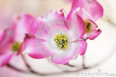 Pink Dogwood Tree bloom in Springtime in Tennessee Stock Photo