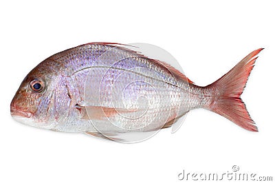 Pink Dorada fish isolated on white background Stock Photo