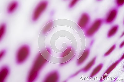 Pink dots on white background Stock Photo