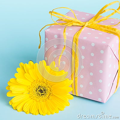 Pink dotted gift box and a yellow gerbera flower over a blue background. Stock Photo