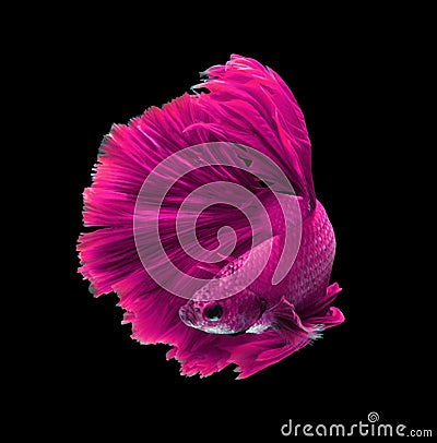 Pink dragon siamese fighting fish, betta fish isolated on black Stock Photo