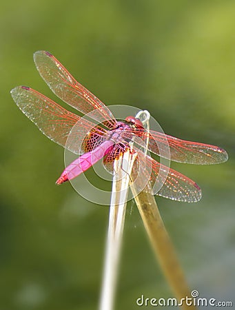 Pink dragonfly Stock Photo