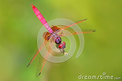 Pink dragonfly from Sri Lanka. Crimson dropwing, Trithemis aurora, sitting on the green leaves. Beautiful dragon fly in the nature Stock Photo
